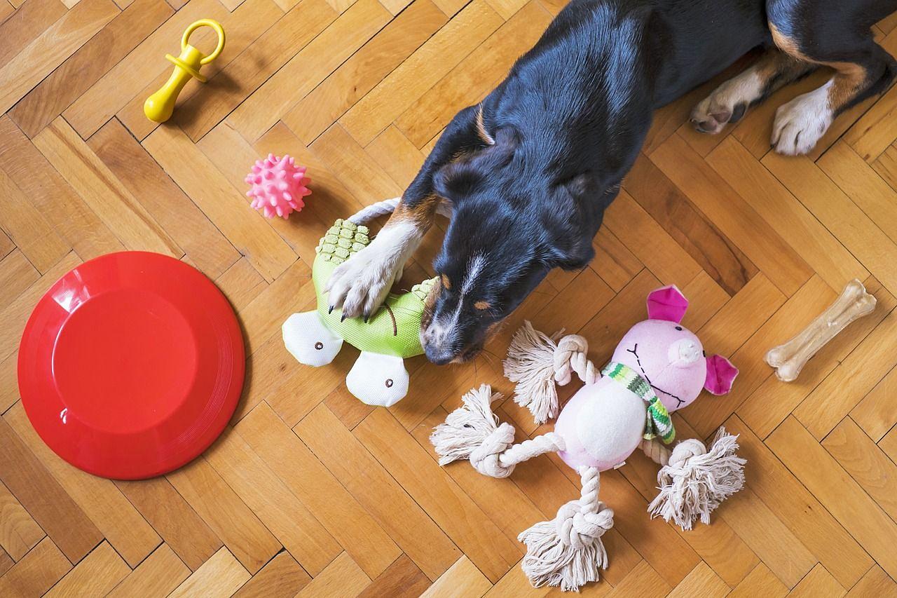 dog playing