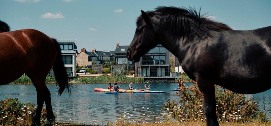 horses