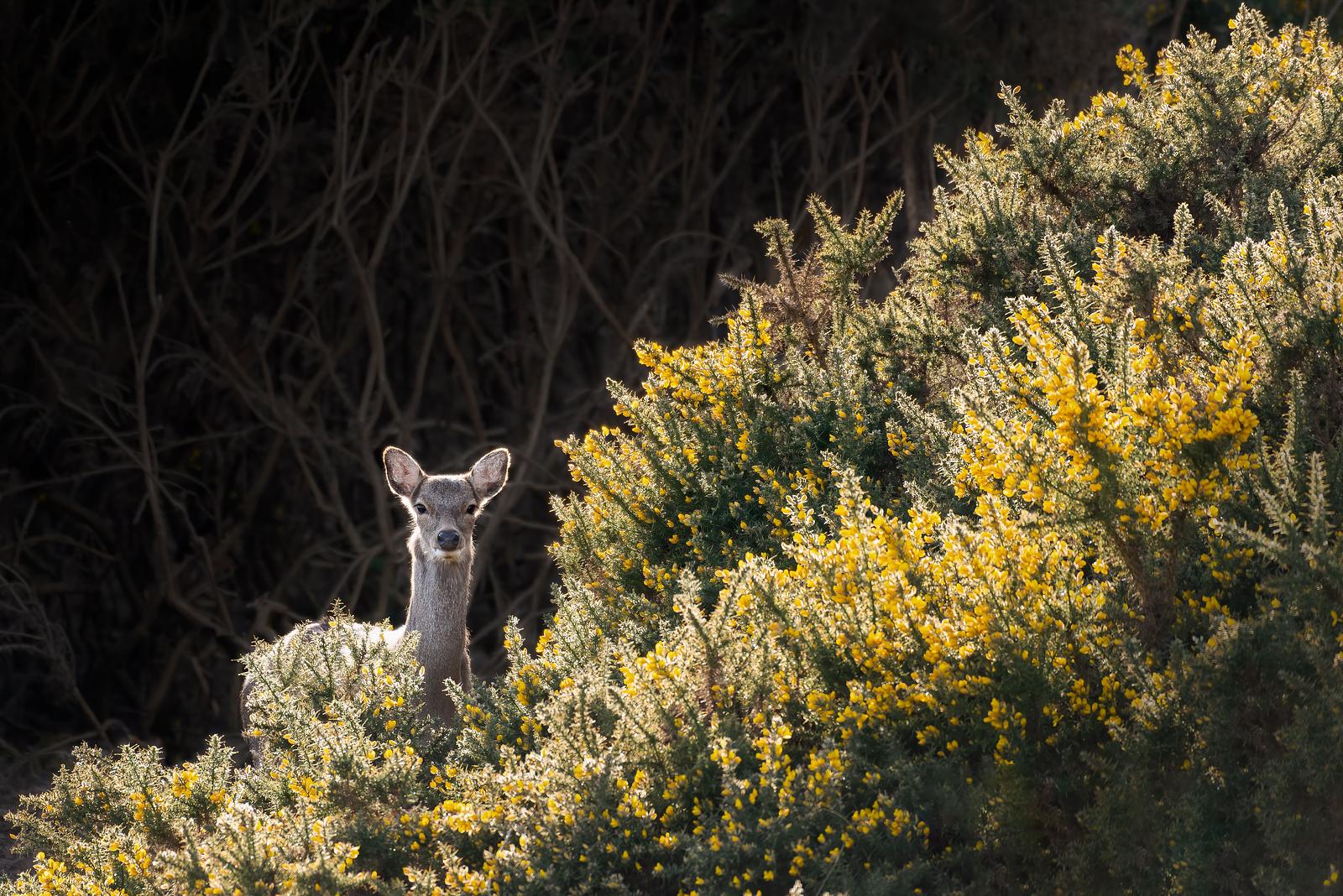 deer