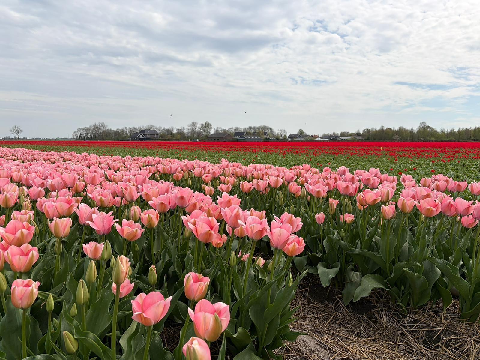 Pinksteren