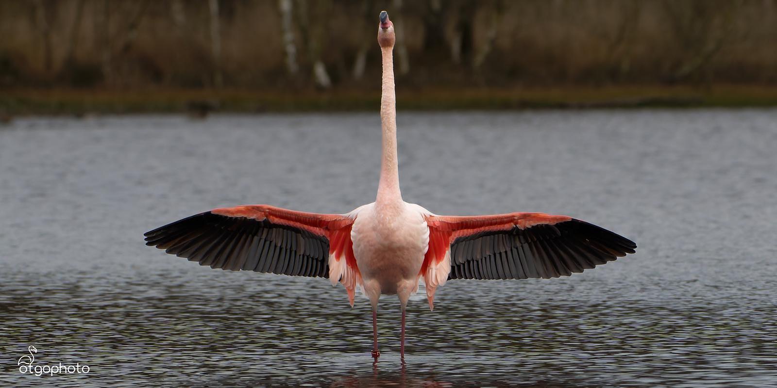 Flamingo Zwillbrocker Venn 2026