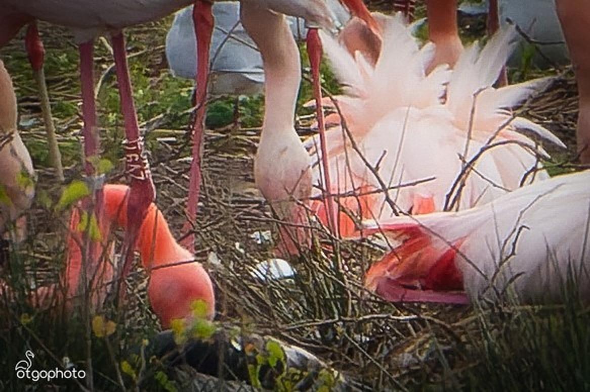 Das erste Flamingo-Ei im Zwillbrocker Venn