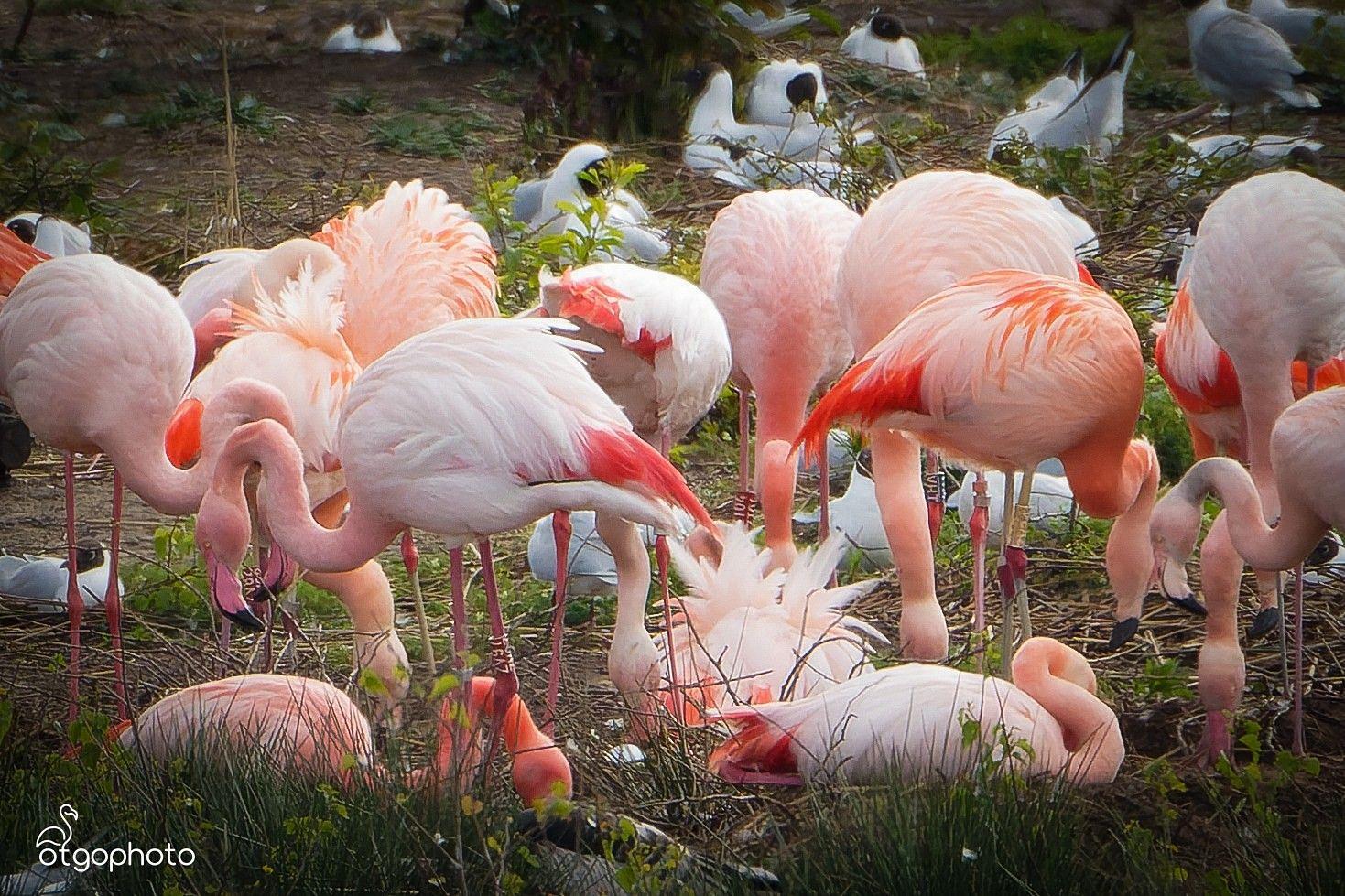Das erste Flamingo-Ei im Zwillbrocker Venn