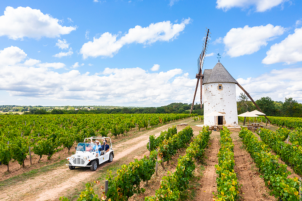 Vendée vineyards Vendée vineyards