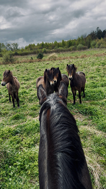 Paarden bij het Drents Friese Wold