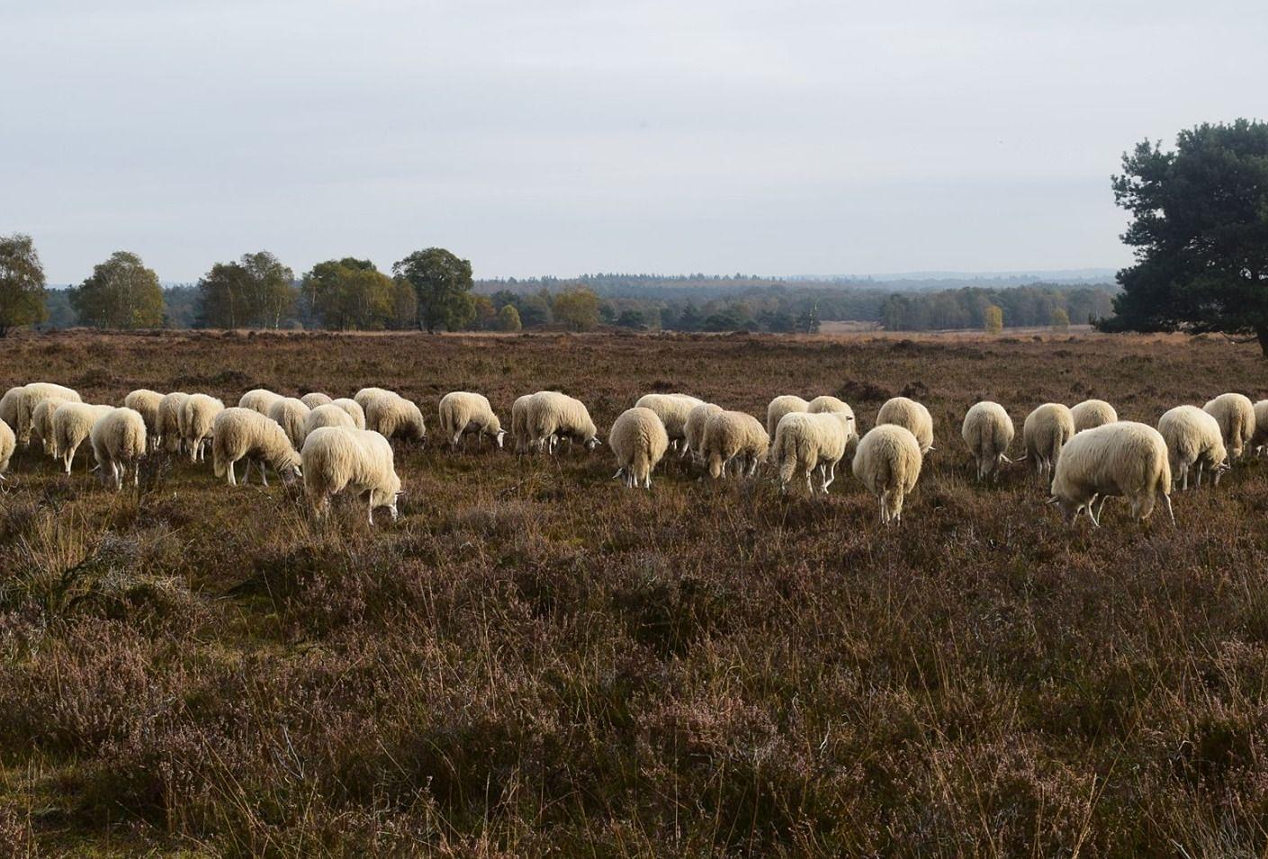 Vroege voorjaarswandeling