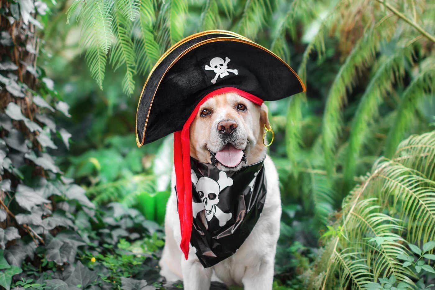 pirate dog