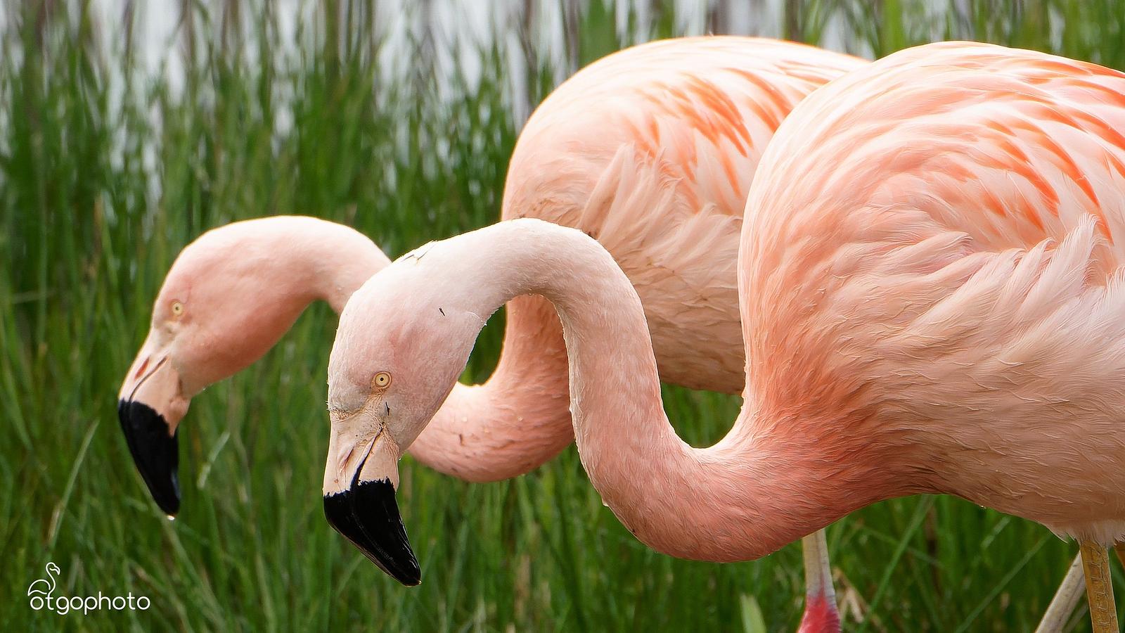 Flamingo Zwillbrocker Venn 2026