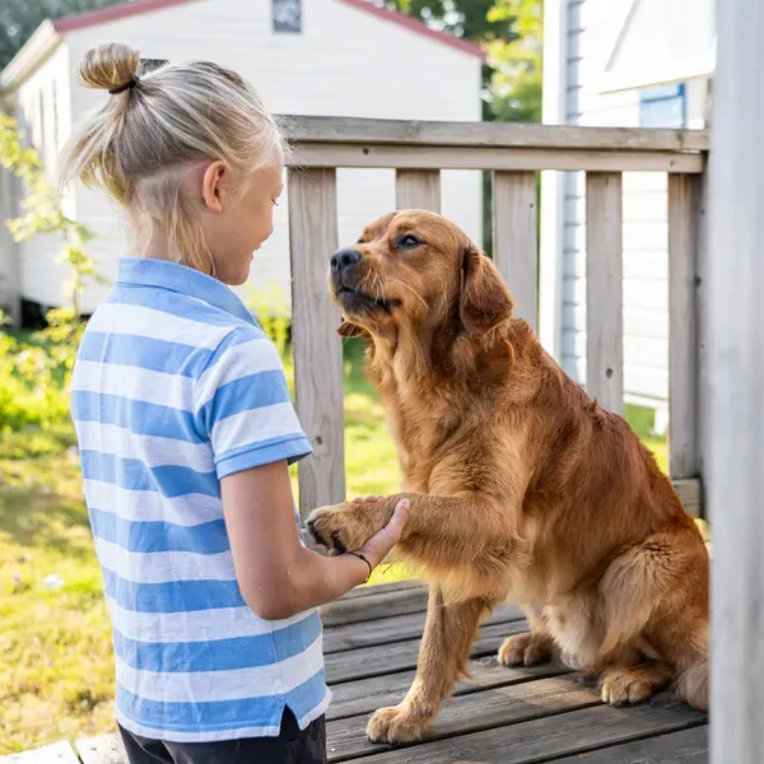 Dog