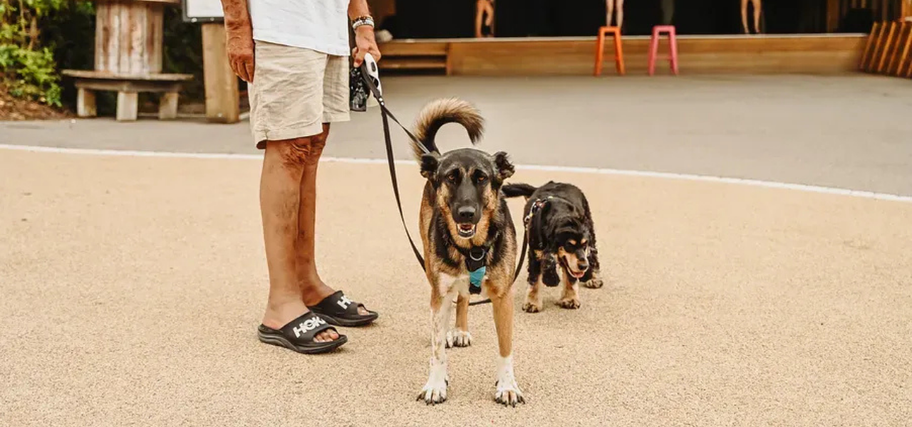 Dog