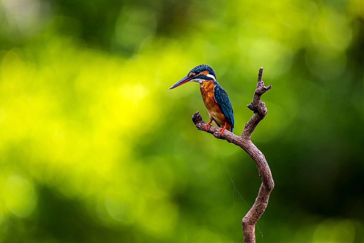 bird