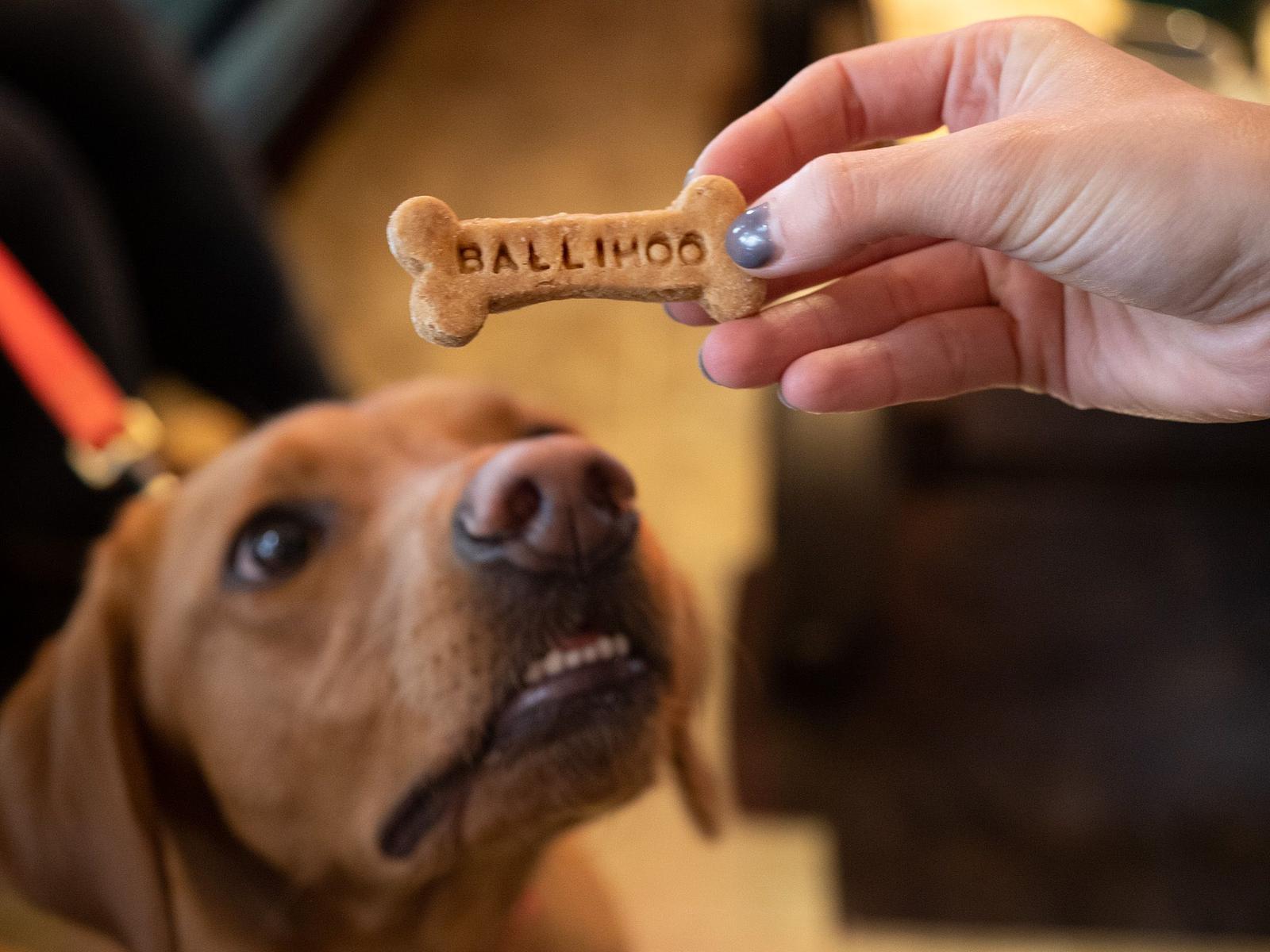 Dog candy