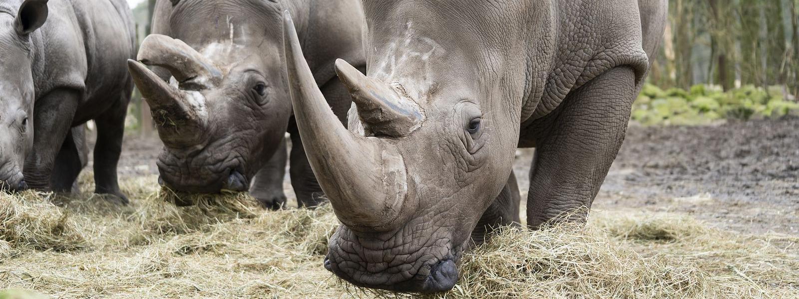 Tickets voor Burgers Zoo