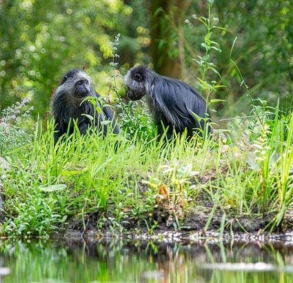 Apenheul tickets met €9,15 korting