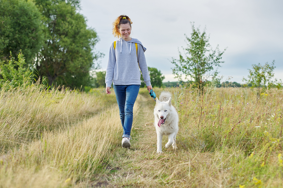 Honden wandeling