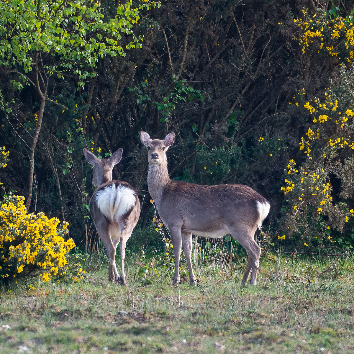 deer