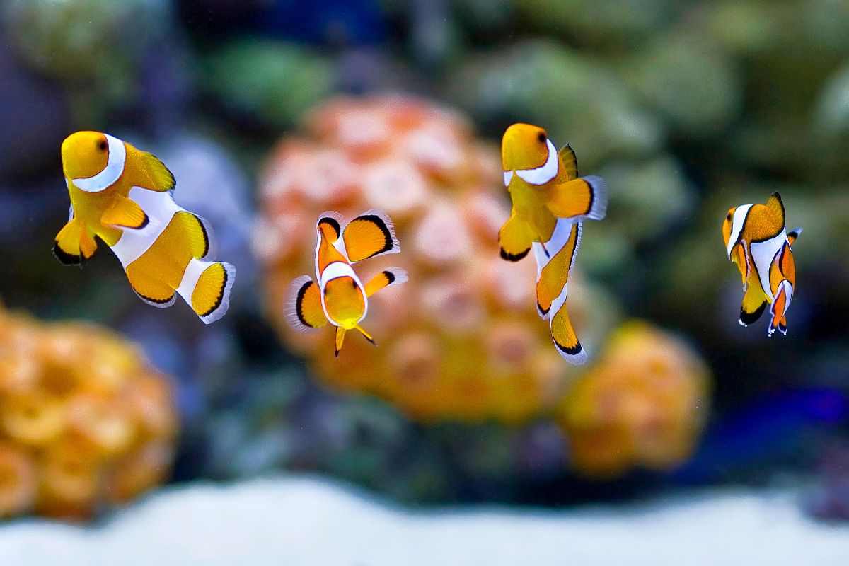 fish fish