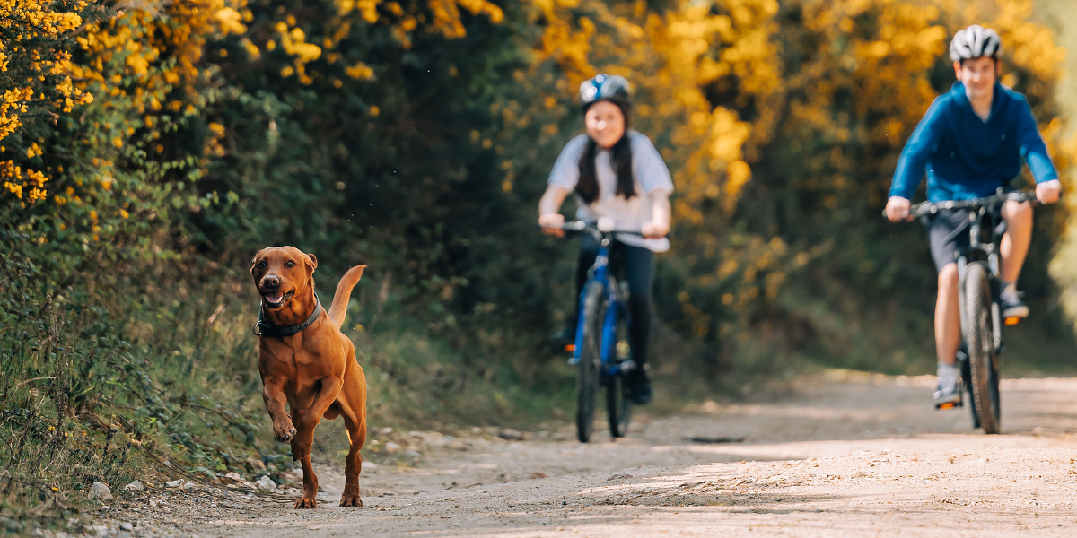 Children on bikes following a dog at Silverlake