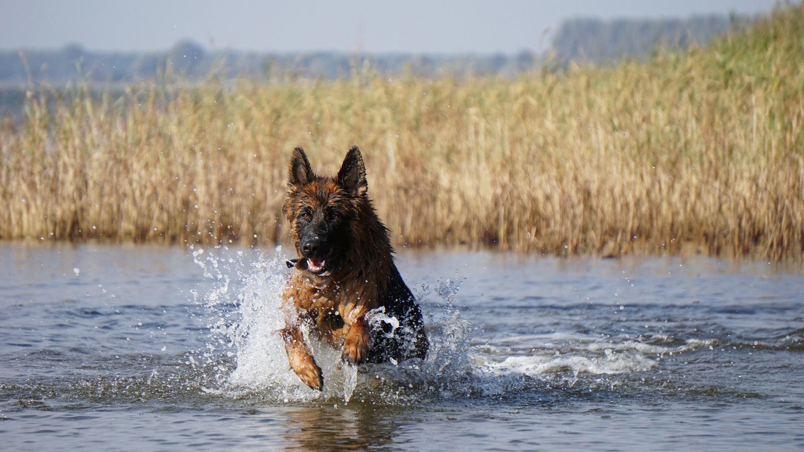 Ferienhaus Zeeland mit Hund