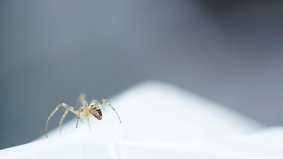 Spider