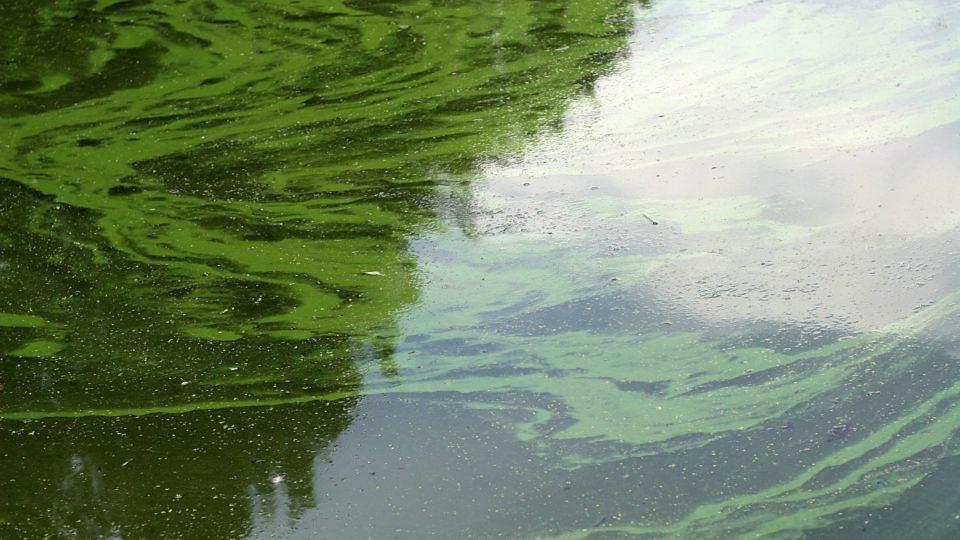 Algae