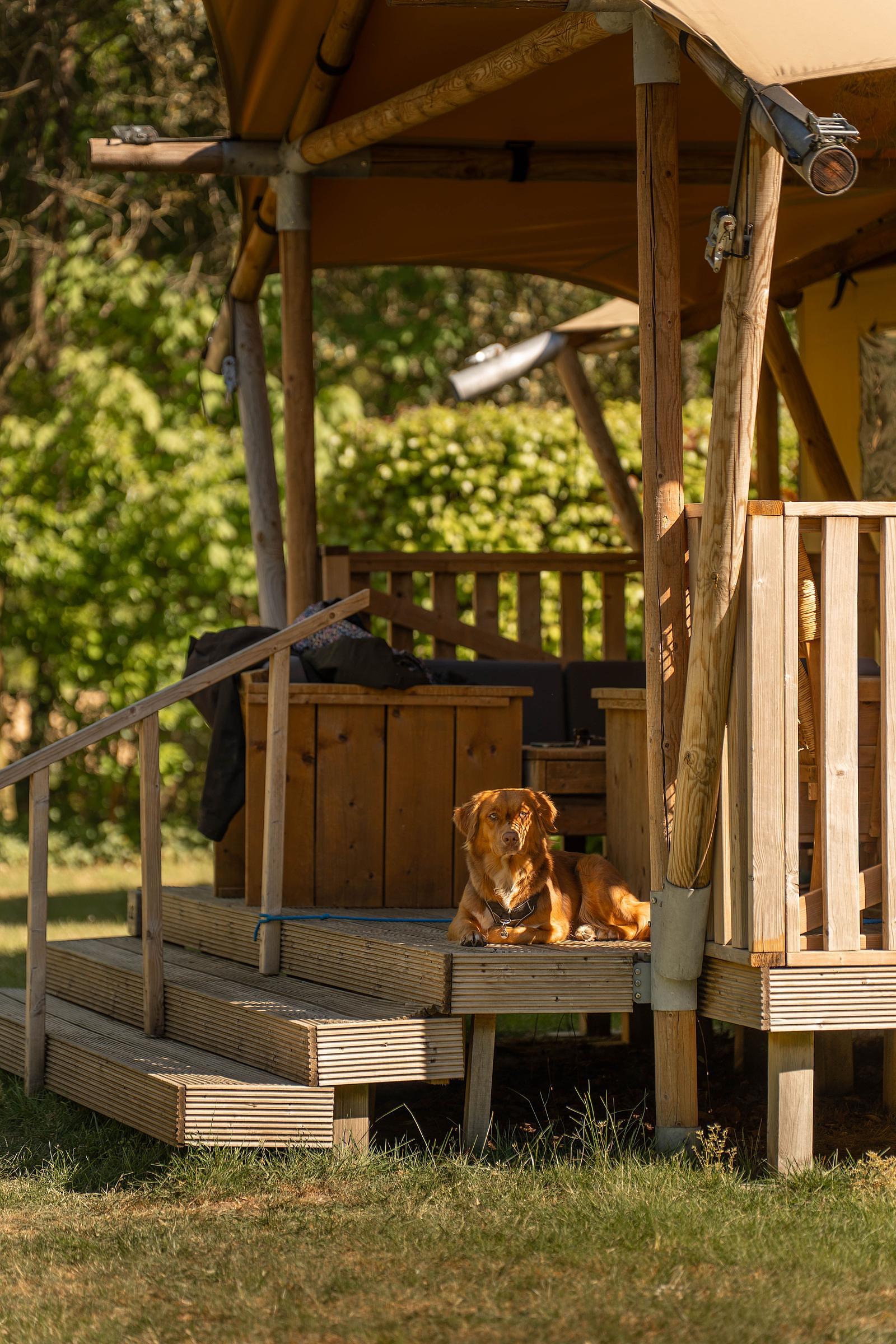 glamping met hond