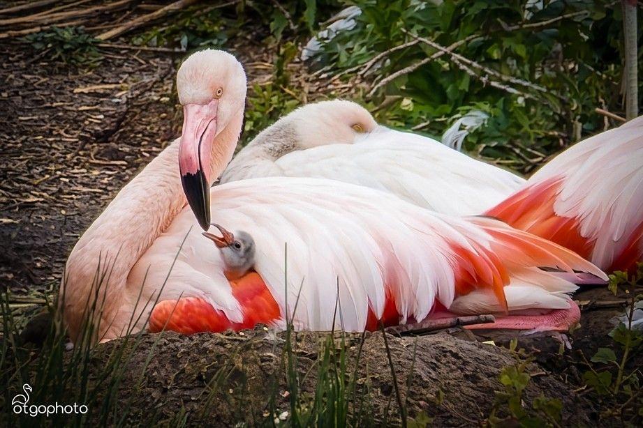 Flamingo Zwillbrocker Venn 2026