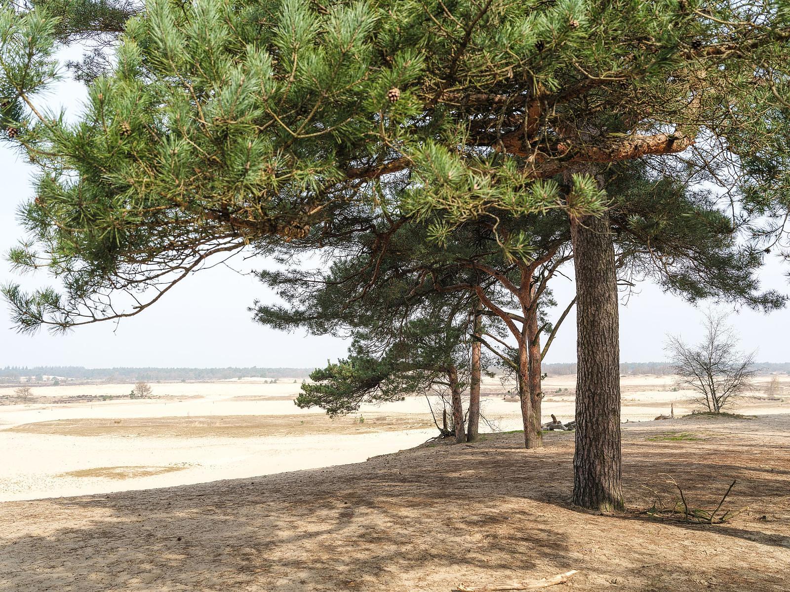Omgeving