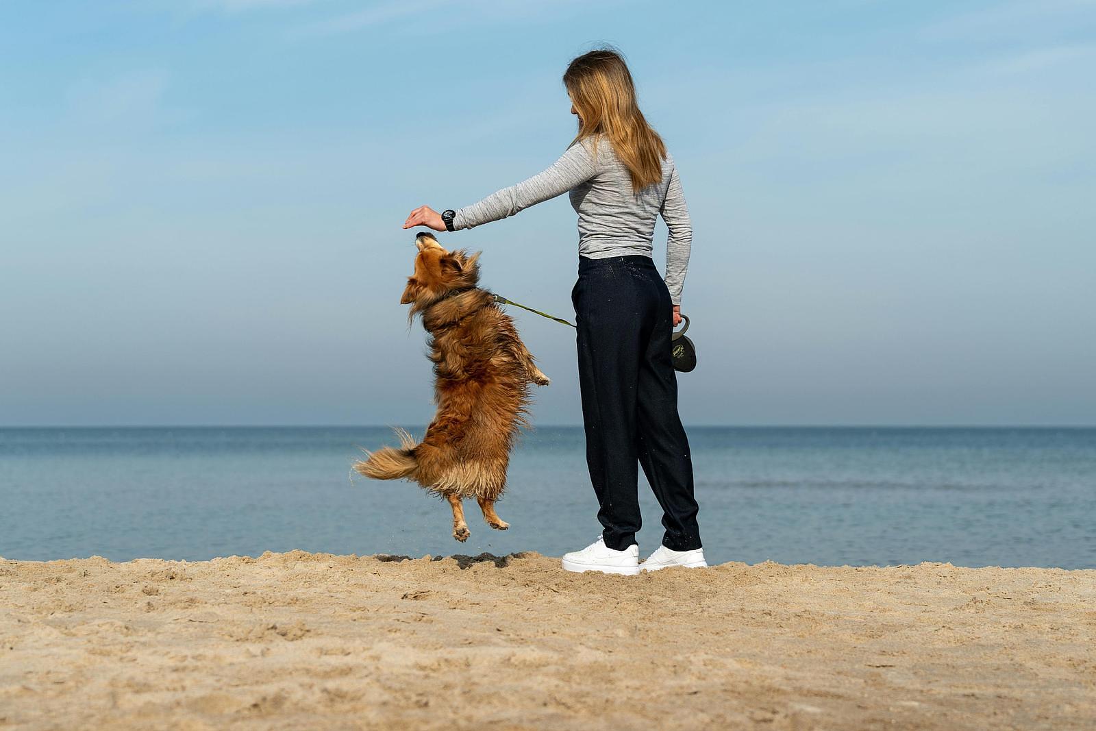 Vakantie met hond aan Zee | Noord Holalnd | Nederland