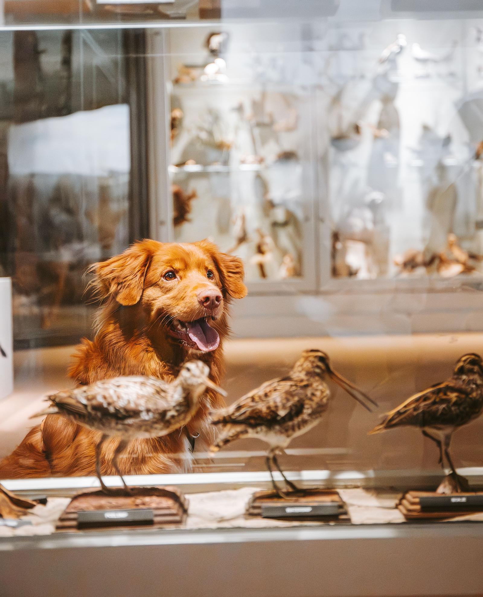 Vacation in the Netherlands with a dog