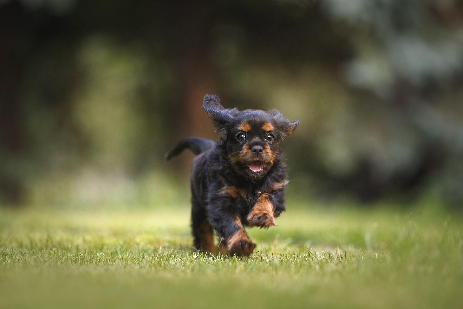 huisje veluwe met hond