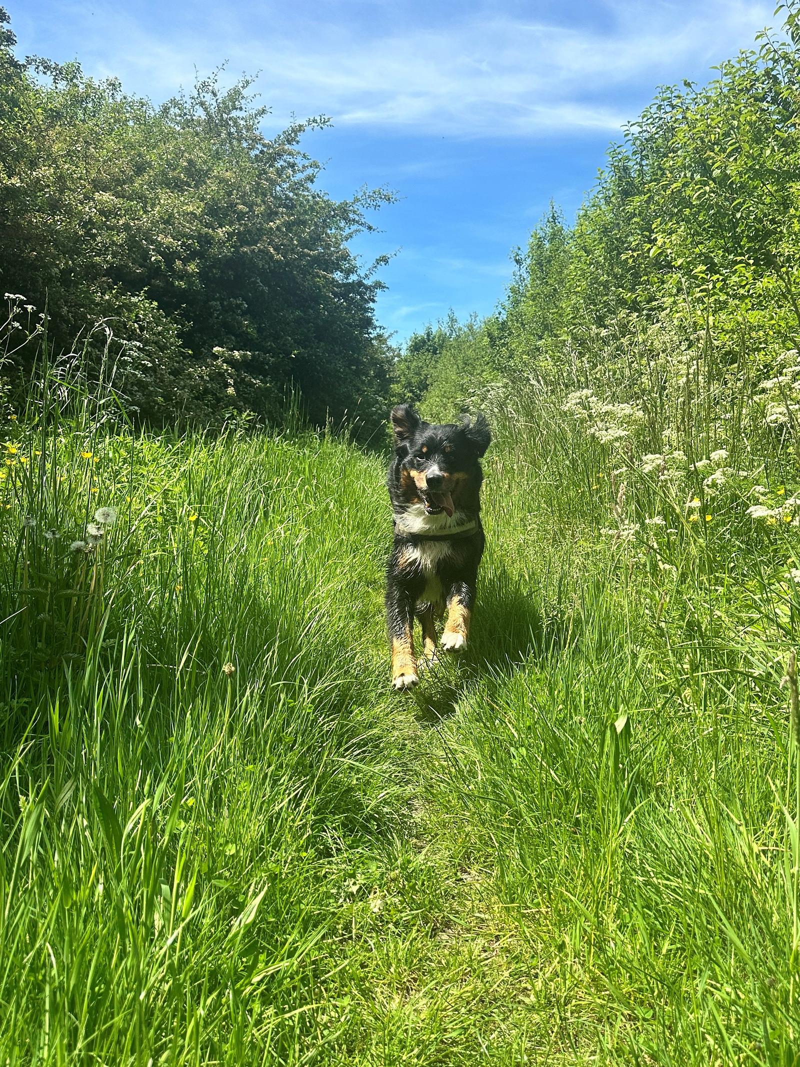 Hond in gras