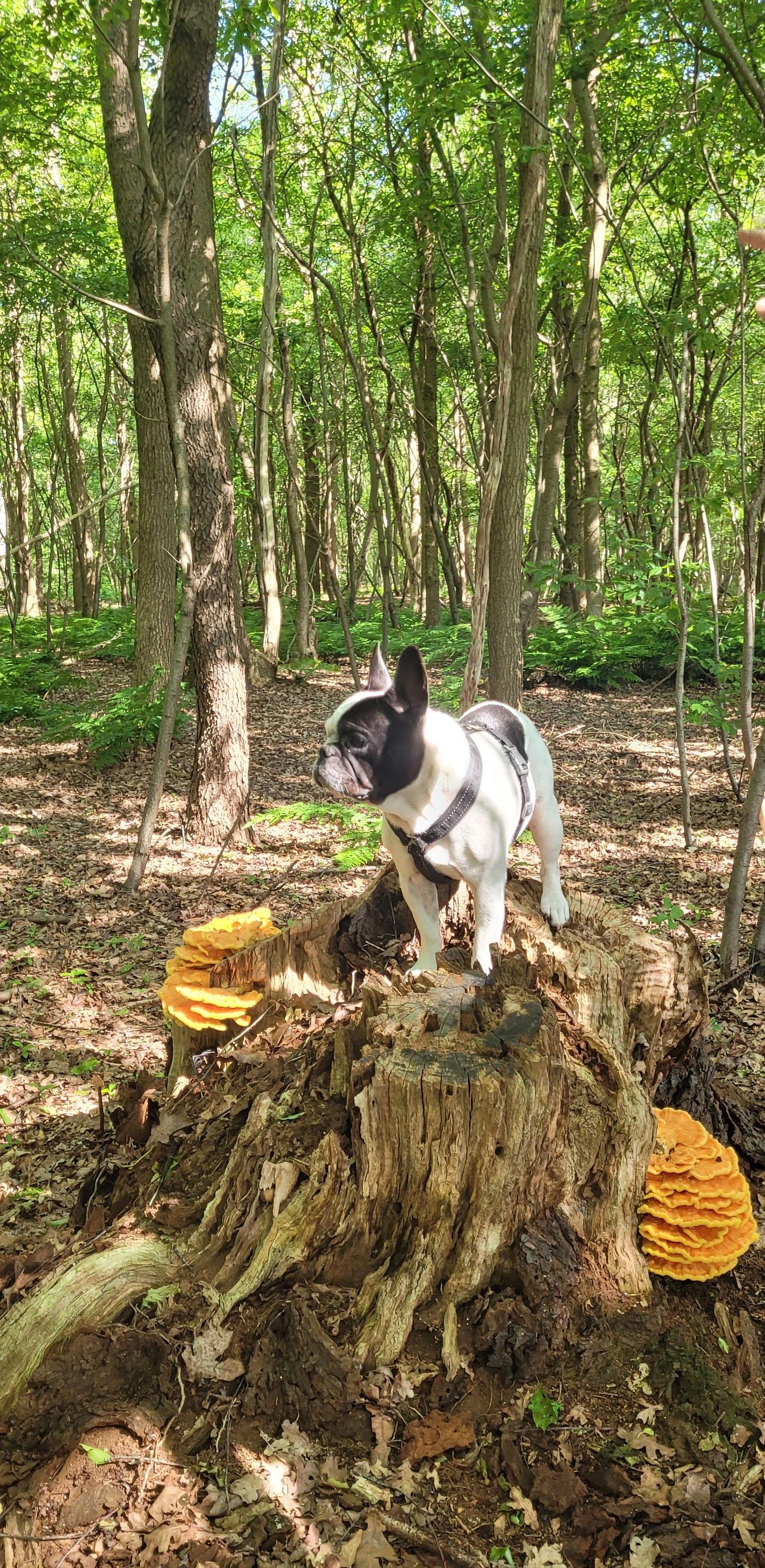 Hond in dieren doe bos