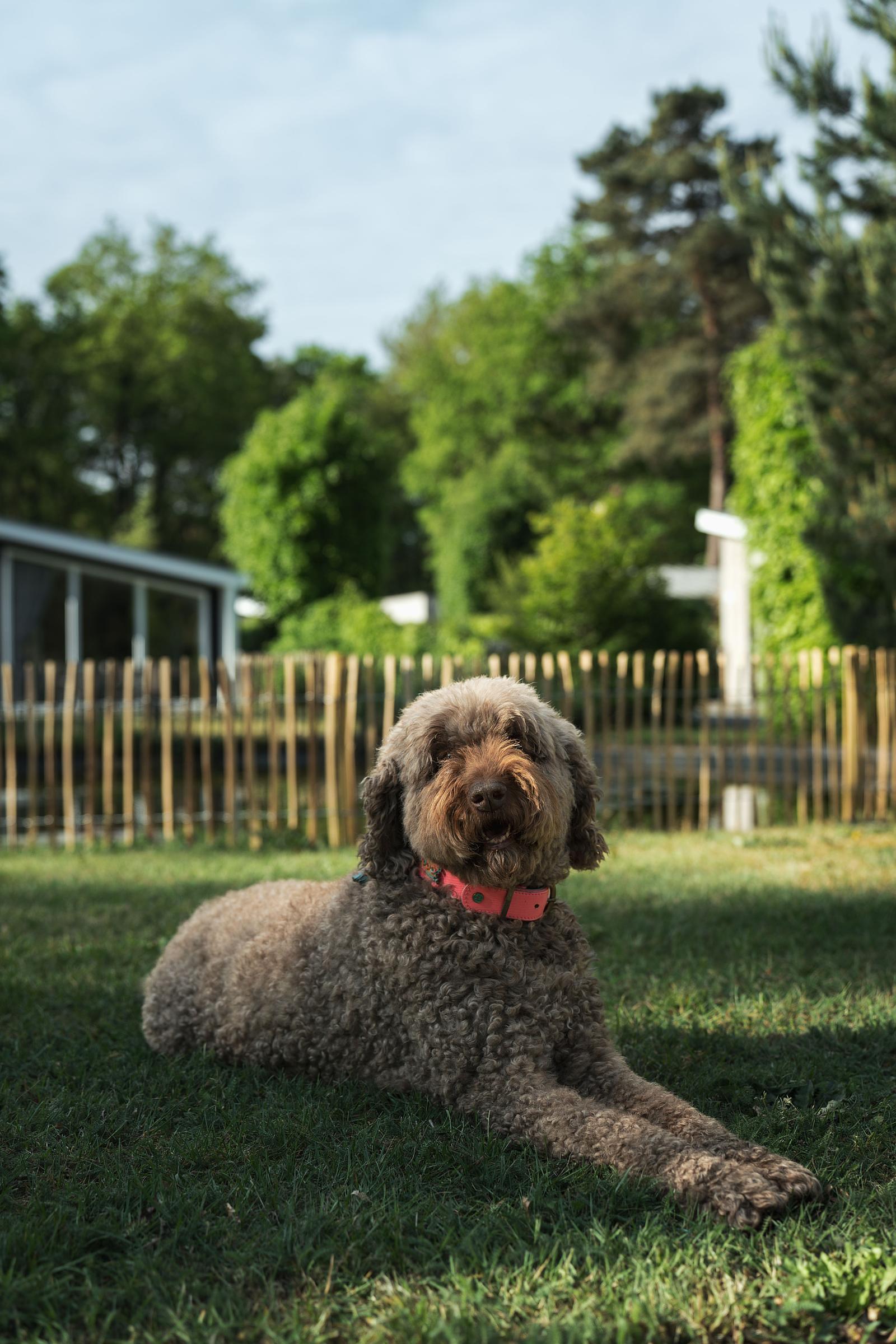 Ferienpark Holland mit Hund