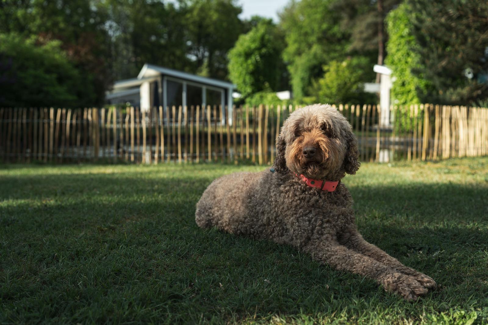 Pet-friendly park