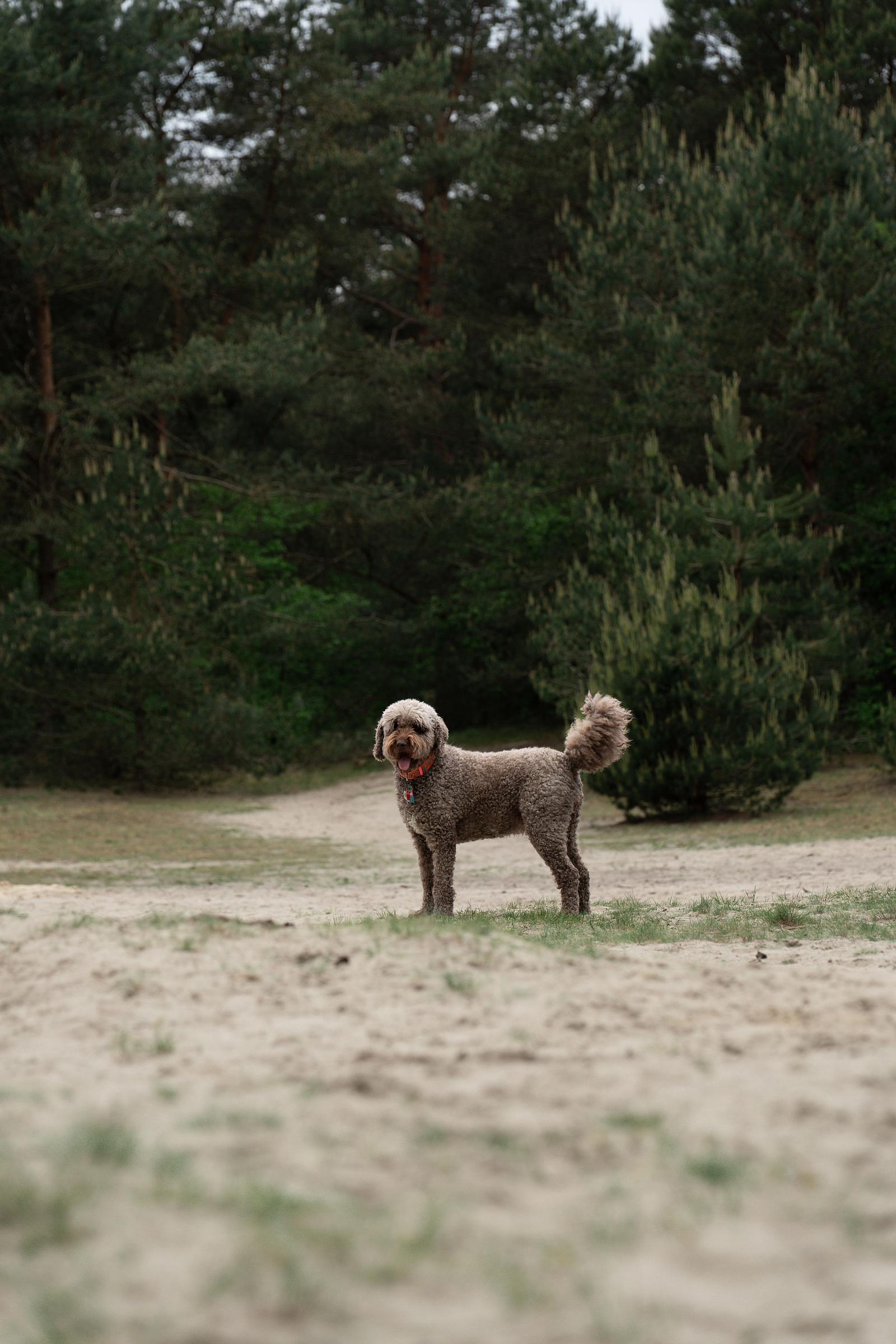Hund in der Natur nahe dem Ferienpark | Wellness-Urlaub mit Hund