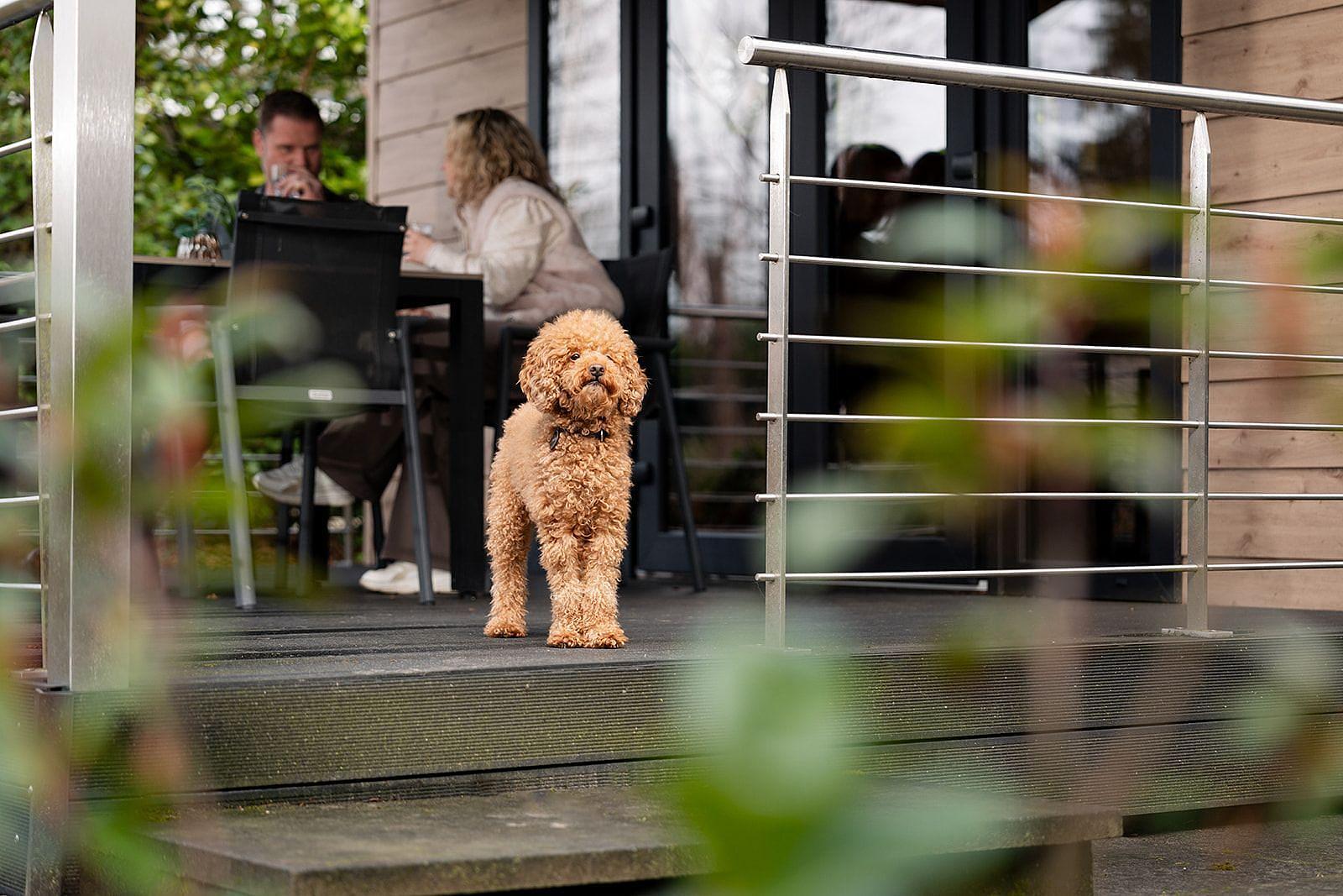 Vakantie met hond Twente