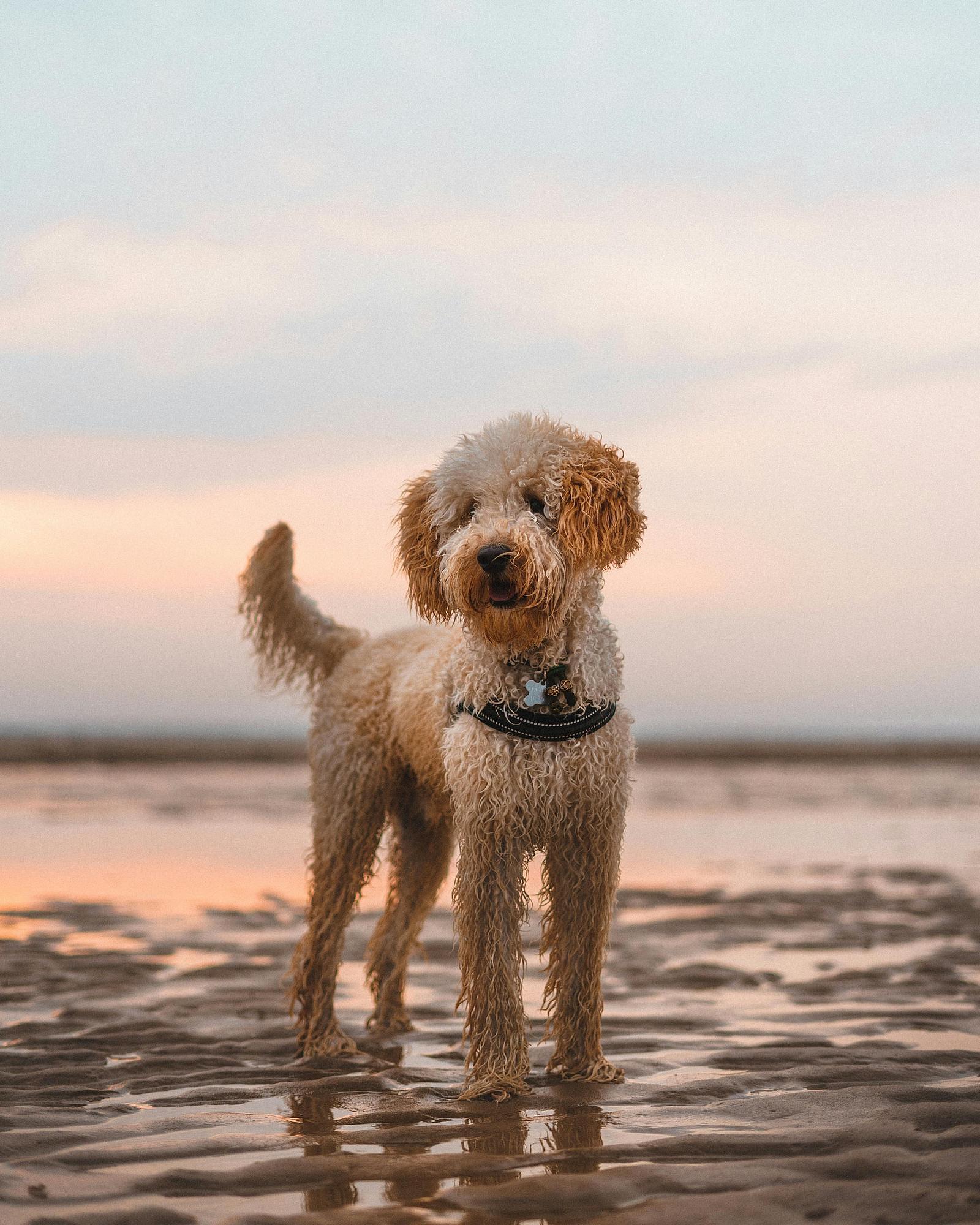 vakantie met hond aan zee