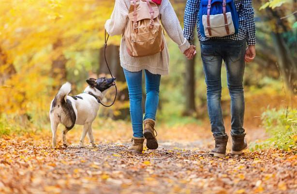 Nature with dog