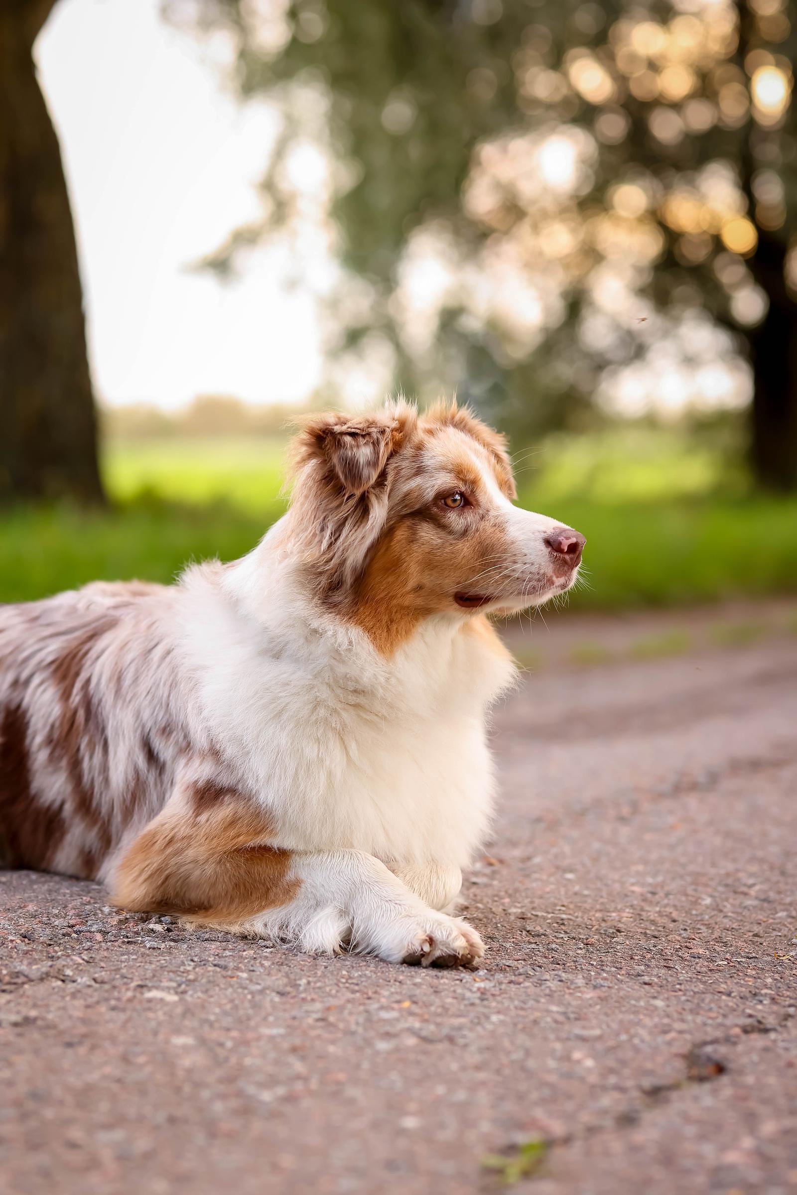 Vacation home in Austria with your dog