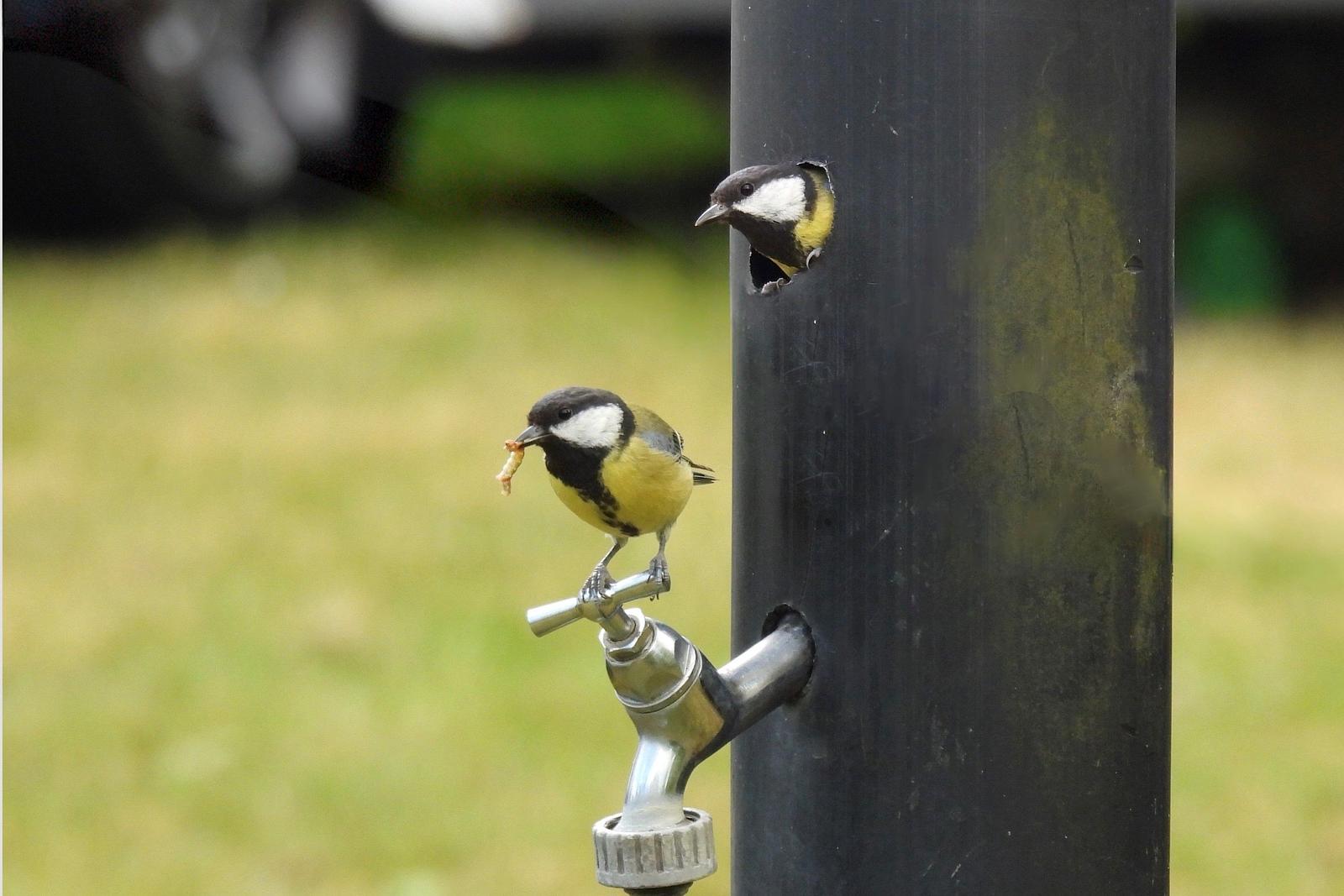 Op kampeerveld het Veen wordt elk plekje benut