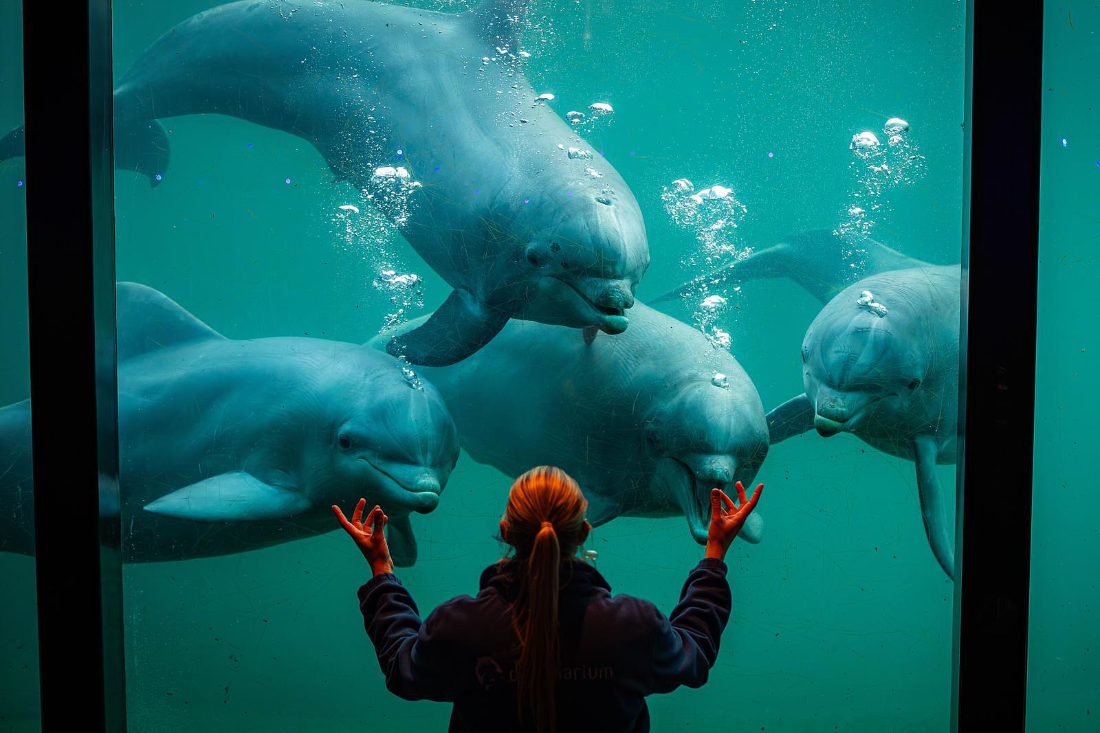 Bad Hulckesteijn Dolphinarium