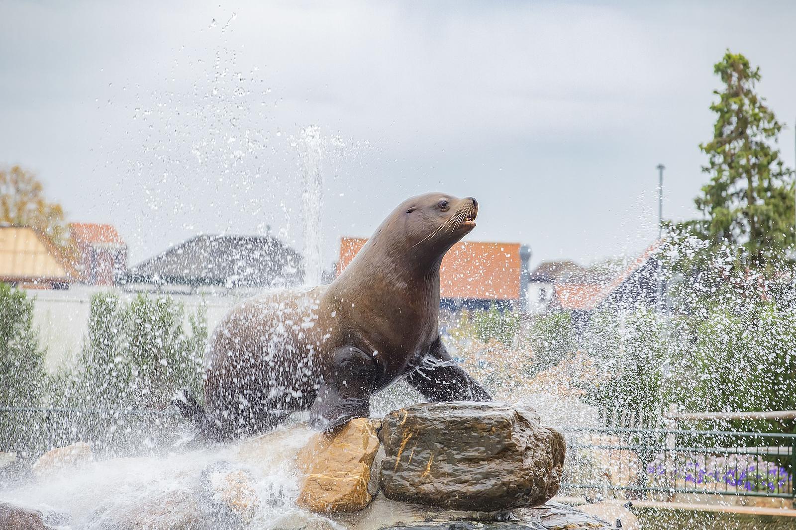 Bad Hulckesteijn Dolphinarium