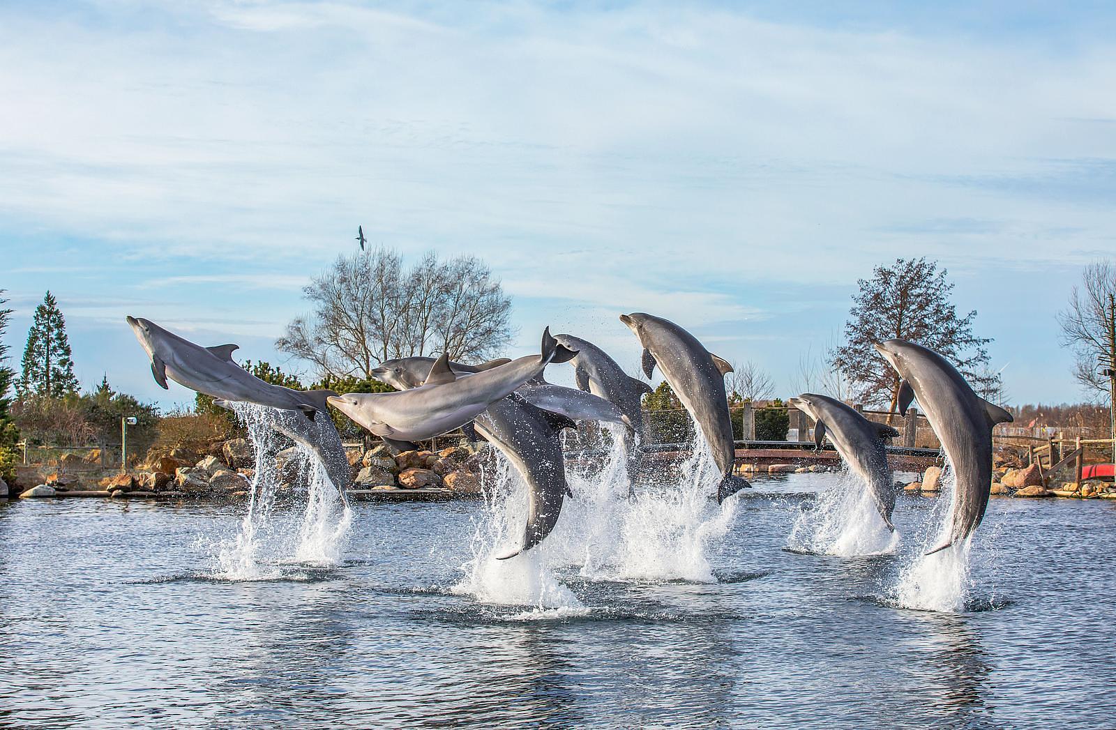 Bad Hulckesteijn Dolphinarium