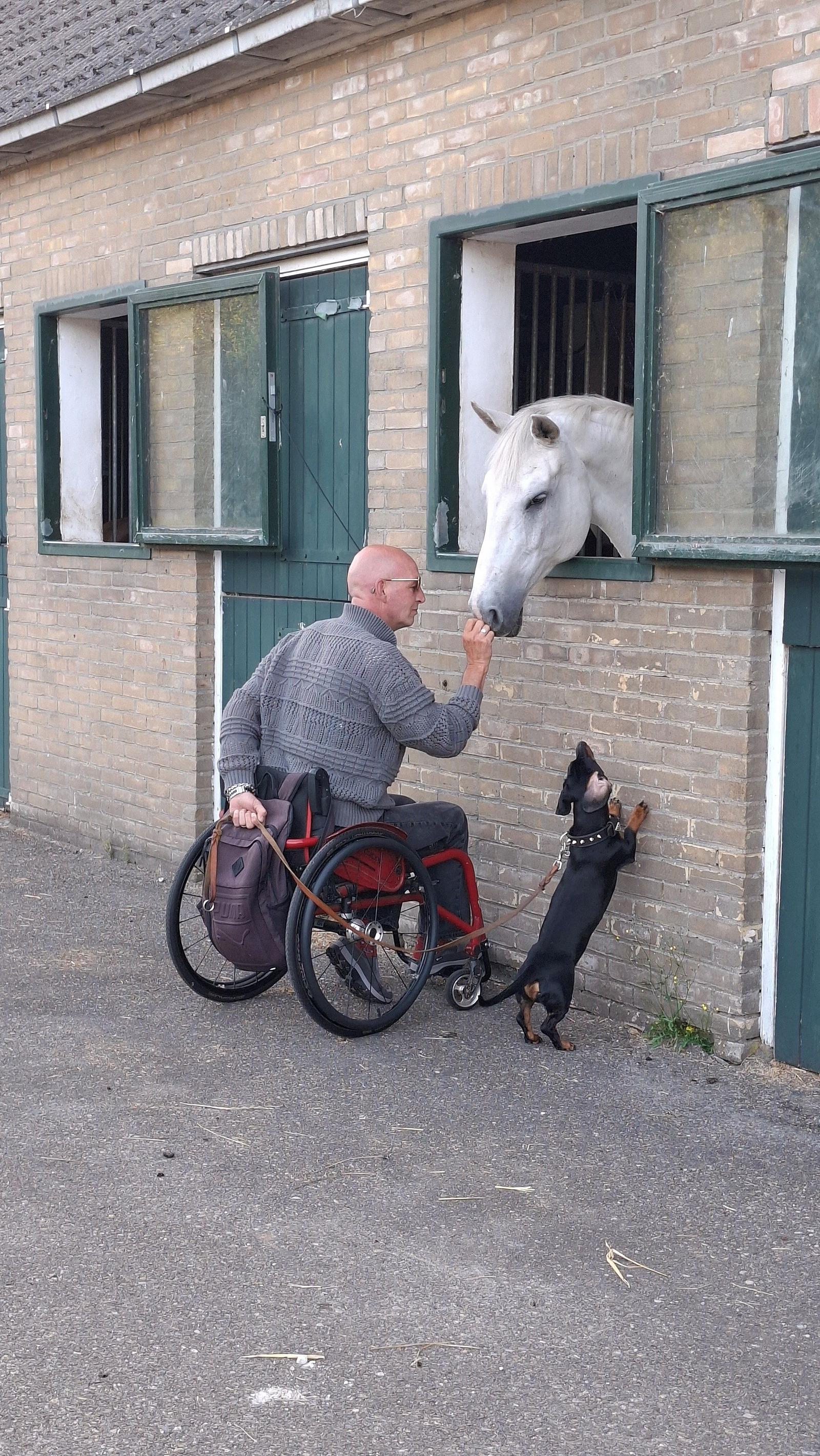Hond en paard