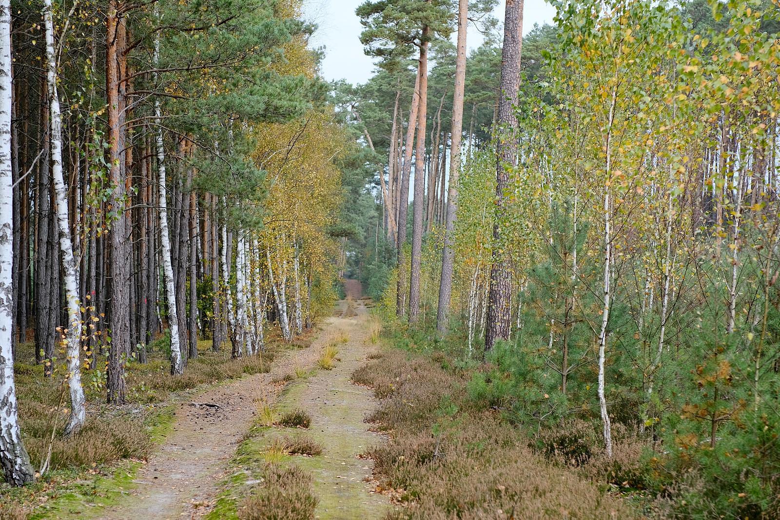 brachter wald