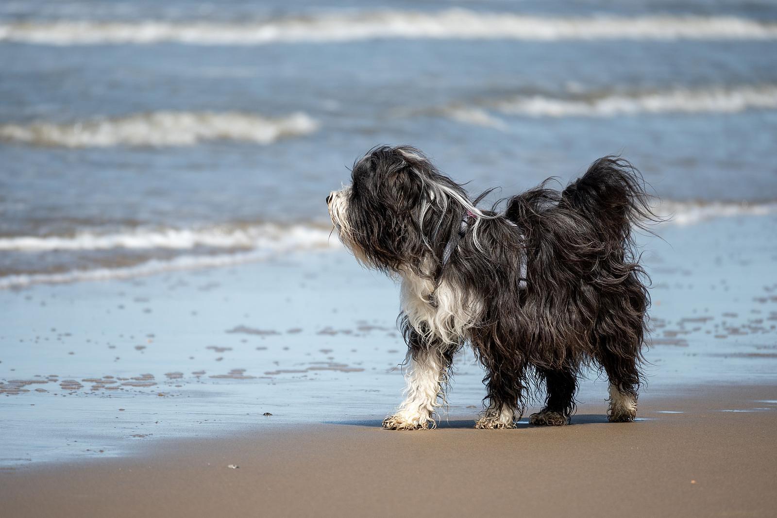 Ferienpark am Meer mit Hund