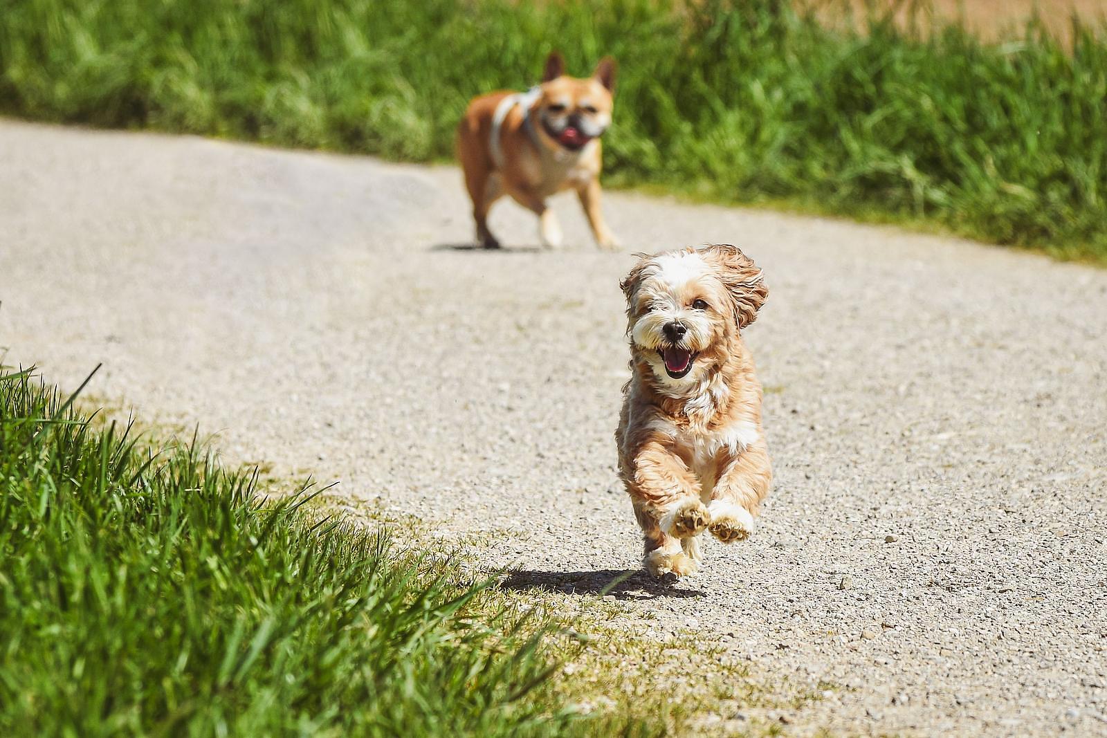Vakantiepark Noord-Holland met hond