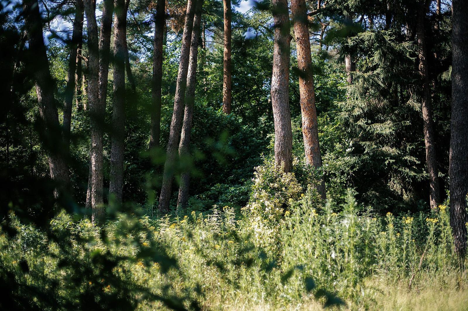 belevingsbos