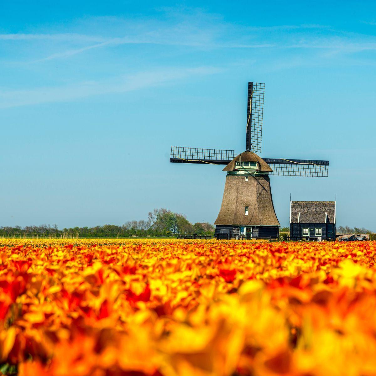 Molen met tulpen